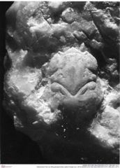 Historisches Foto von Mesoparapylocheles zapfei (Fraaije et al., 2019) (NHMW-AFW-GEO-BACHMAYER-FOTO-1990-0041-3317)